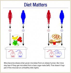 Obesity and Gut Microbes