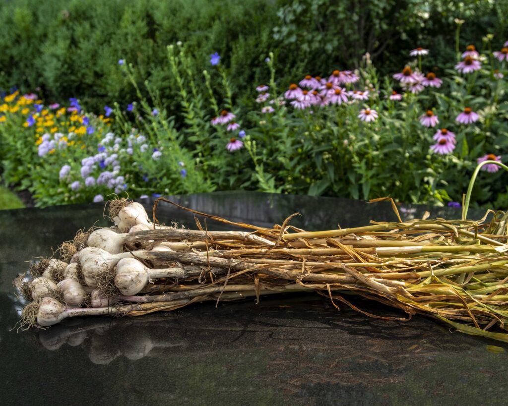 How to grow garlic